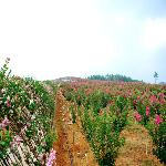 ��Ů�ֳ���ޱ������